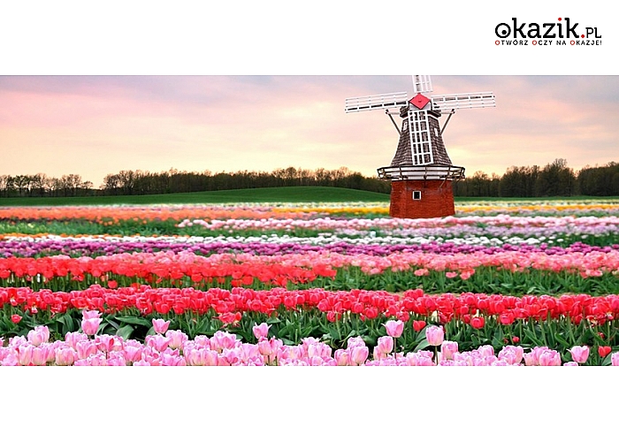 HOLANDIA – Festiwal Tulipanów + zwiedzanie Amsterdamu! Zobacz na własne oczy najpiękniejszy wiosenny park świata.
