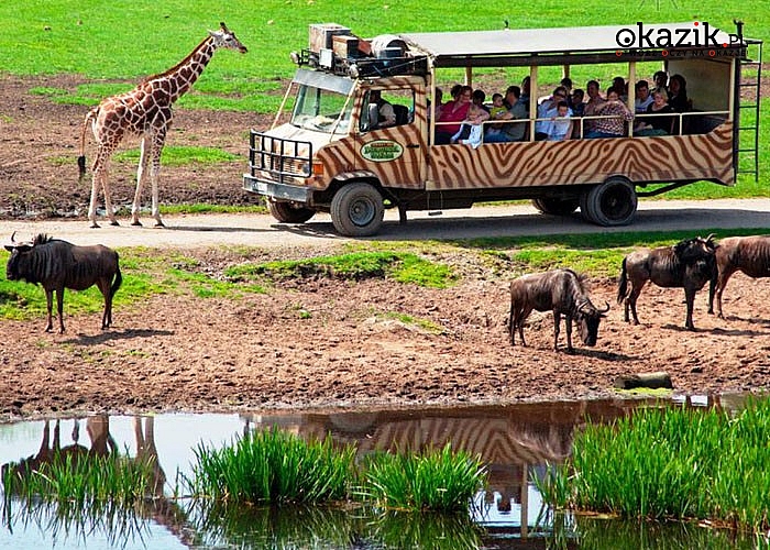 Serengeti Park! Niemcy! Spędź cudowny dzień w największym w europie safari! Przejazd autokarem klasy LUX, opieka pilota!