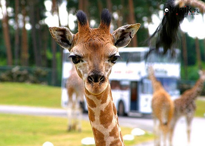 Serengeti Park! Niemcy! Spędź cudowny dzień w największym w europie safari! Przejazd autokarem klasy LUX, opieka pilota!