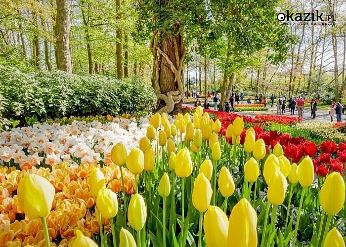 Amsterdam i Poczdam! Festiwal tulipanów i Miasto Pałaców! Przejazd autokarem klasy PLATINUM! Wyżywienie! Hotel***/****!