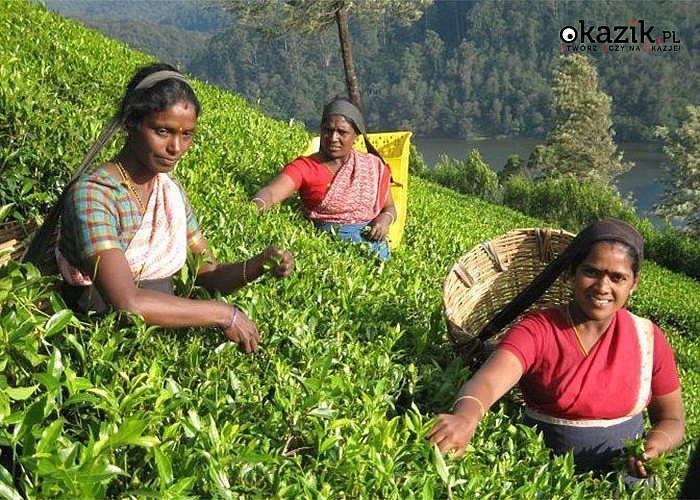 Sri Lanka herbaciany raj! Wakacje w krainie malowniczych jezior i zapierających dech w piersiach cejlońskich pejzaży!