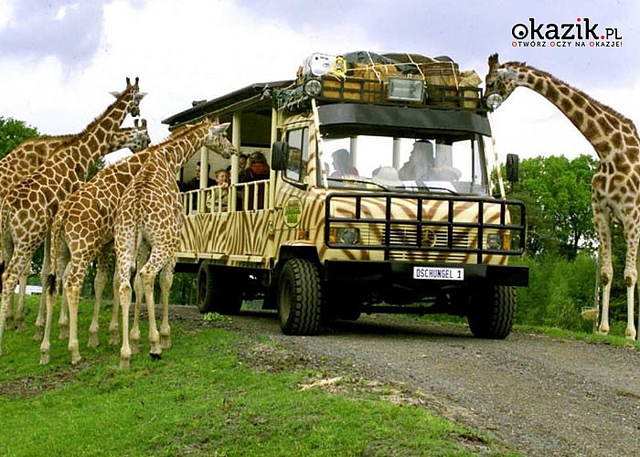 Serengeti Park! Doskonałe połączenie parku rozrywki z safari! Autokar klasy PREMIUM! Opieka pilota!