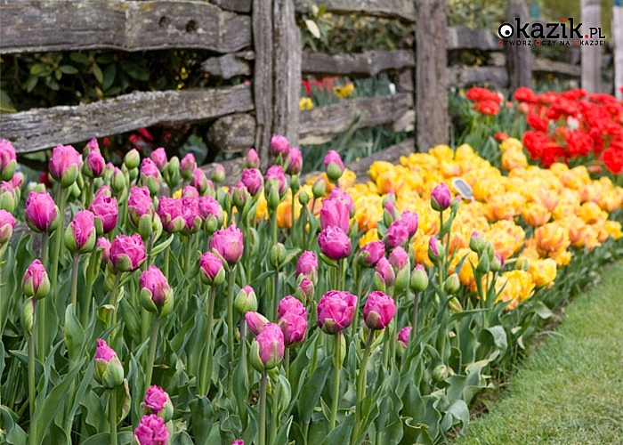 Cebule kwiatowe Tulipanów! Mnóstwo odmian!