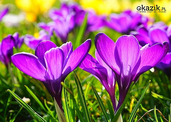 Cebule kwiatowe Krokusów! Mnóstwo odmian! Wprowadź niezwykle barwne i radosne akcenty wiosennego przebudzenia!