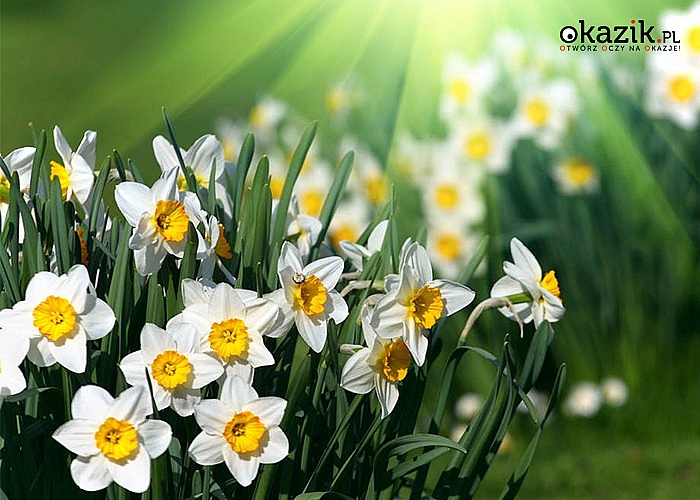 Cebule kwiatowe Narcyzów! Mnóstwo odmian! Wprowadź ciepło i radość do Twojego ogrodu!