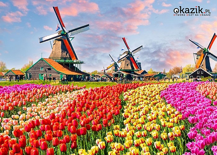 Magiczny Amsterdam i ogród Keukenhof! Wycieczka na Paradę Kwiatów Express
