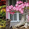 NASIONA na UNIKATOWE ROŚLINY: RÓŻĘ PUSTYNI (Adenium Bonsai) lub ŻEŃ-SZEŃ (Panax ginseng). Niezwykłe barwy i właściwości, które oczarują każdego. PRZESYŁKA w CENIE KUPONU (Od 19,90 zł)