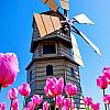 HOLANDIA – Festiwal Tulipanów + zwiedzanie Amsterdamu! Zobacz na własne oczy najpiękniejszy wiosenny park świata.