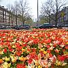 Amsterdam i festiwal tulipanów! Przejazd autokarem LUX! Opieka pilota! Nocleg w hotelu ze śniadaniem i obiadokolacją!