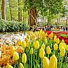 Amsterdam i Poczdam! Festiwal tulipanów i Miasto Pałaców! Przejazd autokarem klasy PLATINUM! Wyżywienie! Hotel***/****!