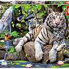 Educa: Puzzle 1000 elementów, Tygrysy Bengalskie