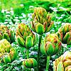 cebule kwiatowe - Tulipan Lodowy Boa Vista 5 szt