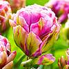 cebule kwiatowe – Tulipan Lodowy Violet Prana 5 szt