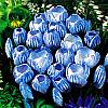 cebule kwiatowe - Krokus Wielkokwiatowy Sky Blue 10 szt
