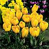cebule kwiatowe - Krokus Wielkokwiatowy Golden Yellow 10 szt