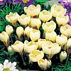 cebule kwiatowe - Krokus Wiosenny Cream Beauty 10 szt