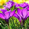 Cebule kwiatowe Krokusów! Mnóstwo odmian! Wprowadź niezwykle barwne i radosne akcenty wiosennego przebudzenia!