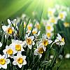Cebule kwiatowe Narcyzów! Mnóstwo odmian! Wprowadź ciepło i radość do Twojego ogrodu!