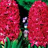 cebule kwiatowe - Hiacynt Pachnący Jan Bos 3 szt
