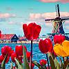 Wycieczka do Holandii na Paradę Kwiatową z noclegiem. Zwiedzanie Amsterdamu i ogród Keukenhof!
